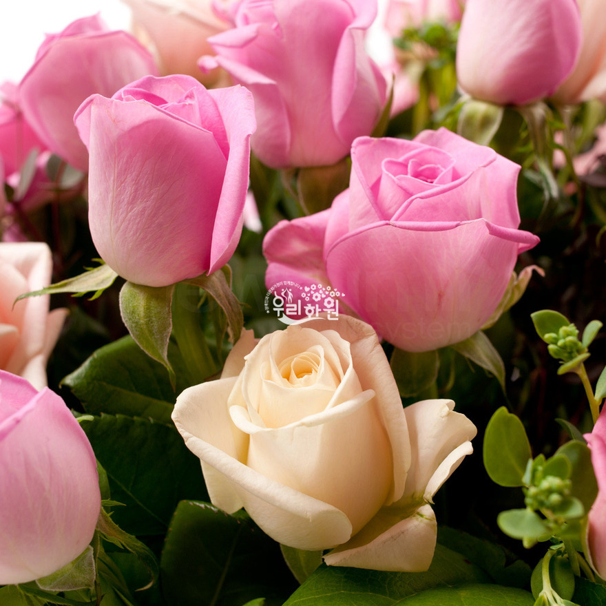 rac2028_7 상세이미지