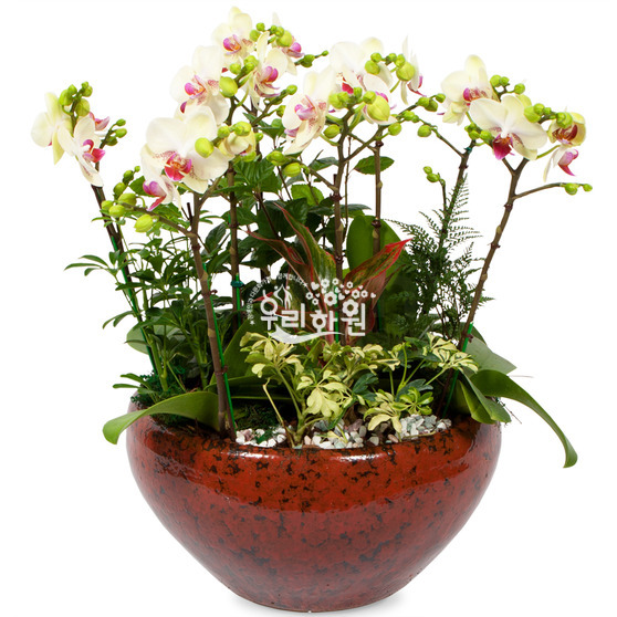 What is a mixed mini phalaenopsis
