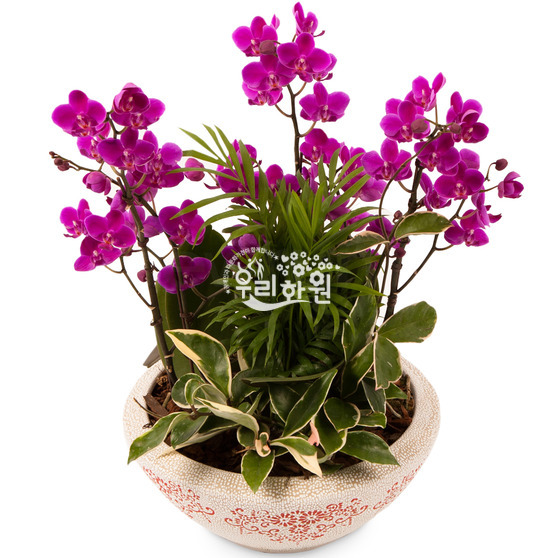 Mini phalaenopsis air purifying plant