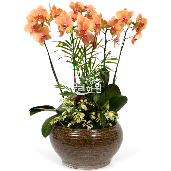 Western orchid 11 - phalaenopsis
