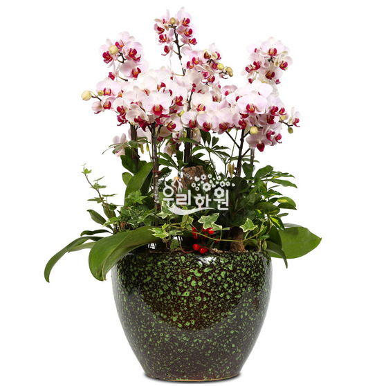 Mini phalaenopsis - round death