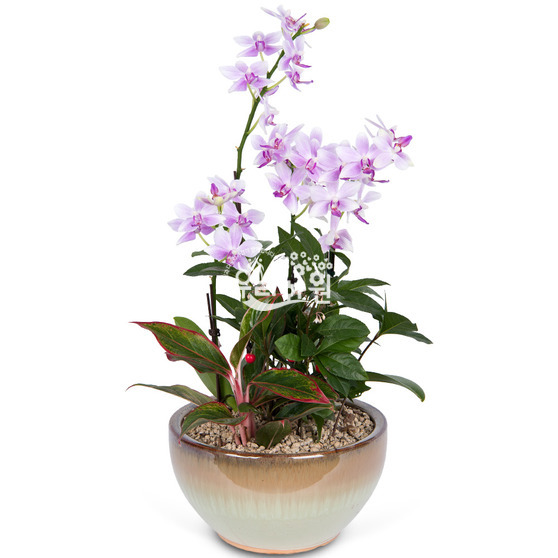 Light pink phalaenopsis (popular item)
