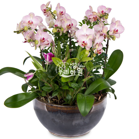 light pink phalaenopsis - 849