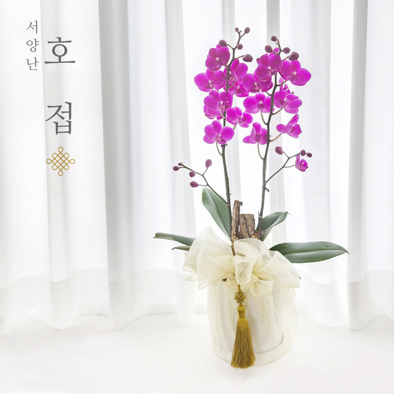 I can't see Jinpink Phalaenopsis