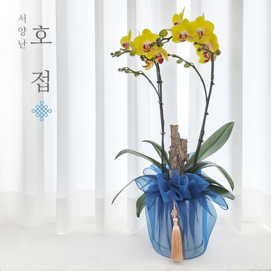 I can't see the yellow phalaenopsis