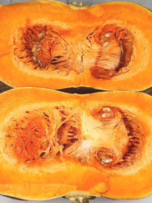 Millstone Pumpkin with Seeds (Gift Box) [Country of Origin: See Artwork Information]